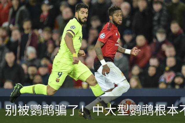 别被鹦鹉骗了！中大型鹦鹉根本不是宠物，是会飞的野生猛禽！